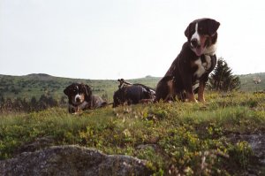 2003