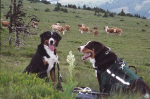 2003