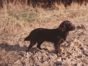 Kimme vom Hopfenhof 88-496